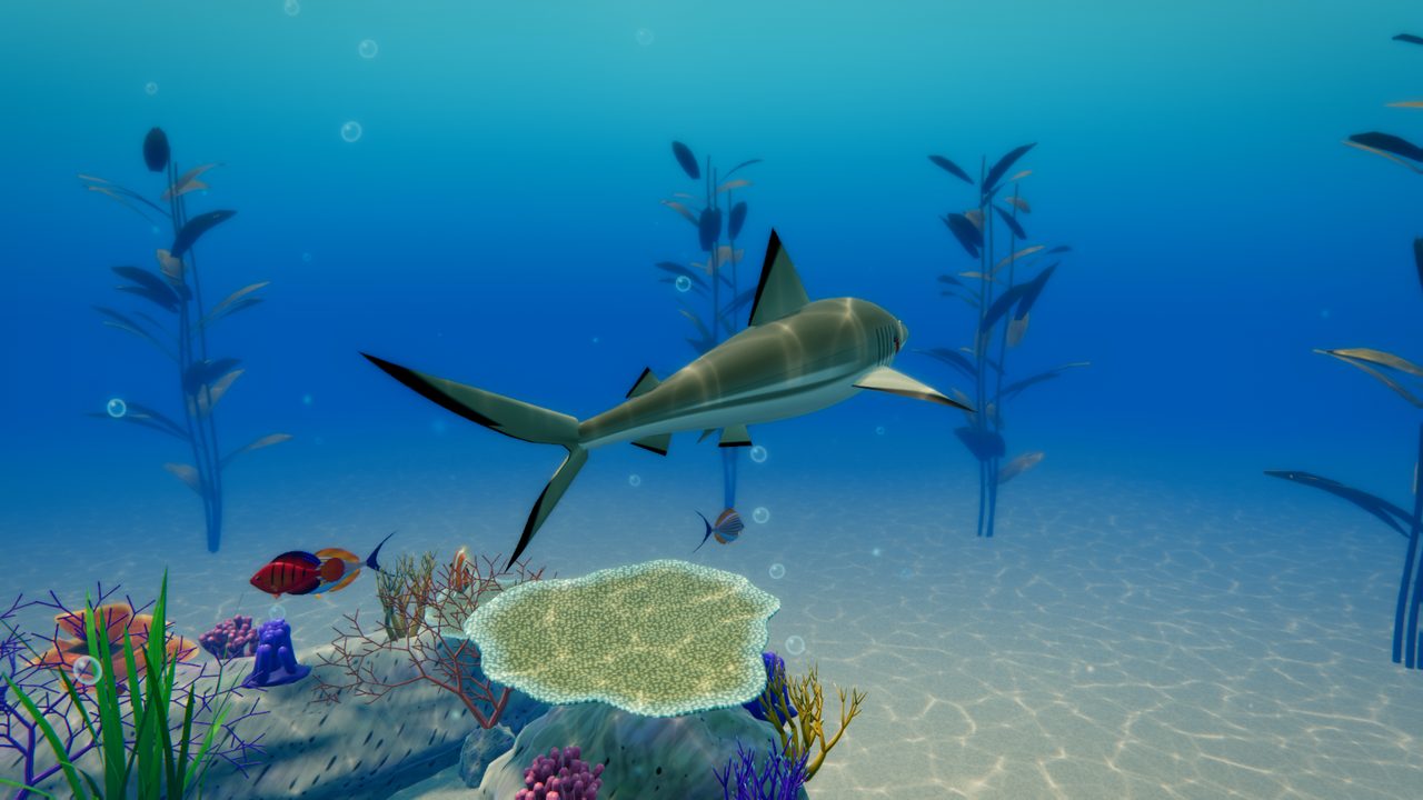 A blacktip reef shark crossing the reef
